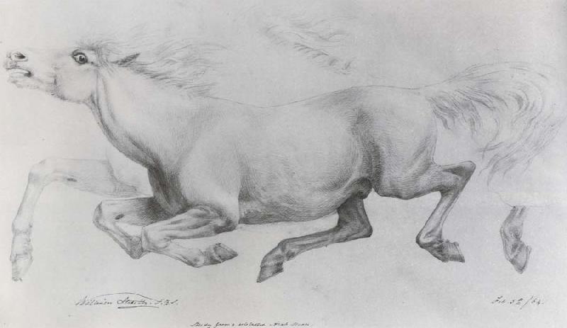 William Strutt Lady Blunt-s Arab mare,Sherifa Germany oil painting art